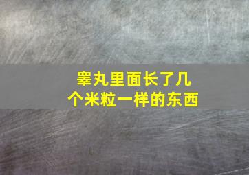 睾丸里面长了几个米粒一样的东西