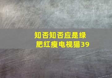 知否知否应是绿肥红瘦电视猫39