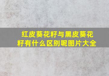 红皮葵花籽与黑皮葵花籽有什么区别呢图片大全