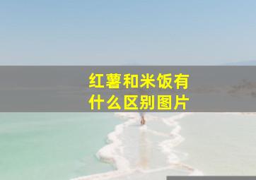 红薯和米饭有什么区别图片