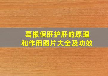 葛根保肝护肝的原理和作用图片大全及功效