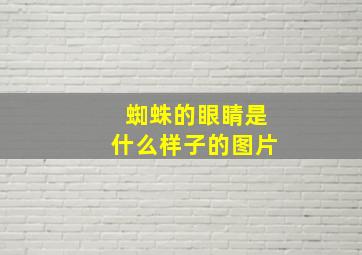 蜘蛛的眼睛是什么样子的图片