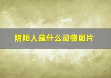 阴阳人是什么动物图片