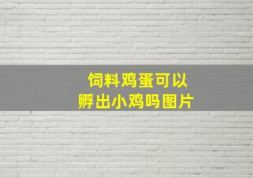 饲料鸡蛋可以孵出小鸡吗图片