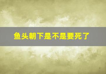 鱼头朝下是不是要死了