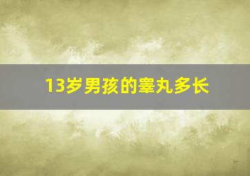 13岁男孩的睾丸多长