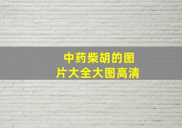 中药柴胡的图片大全大图高清