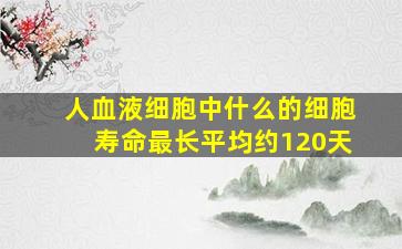 人血液细胞中什么的细胞寿命最长平均约120天