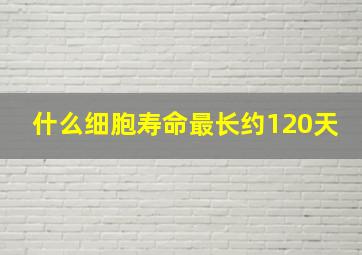 什么细胞寿命最长约120天