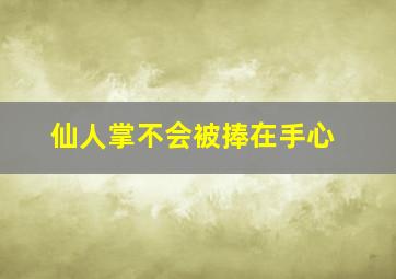 仙人掌不会被捧在手心