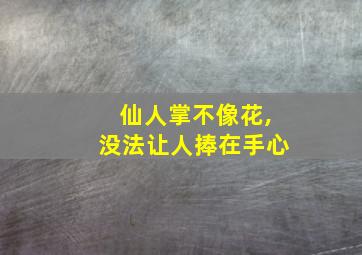 仙人掌不像花,没法让人捧在手心