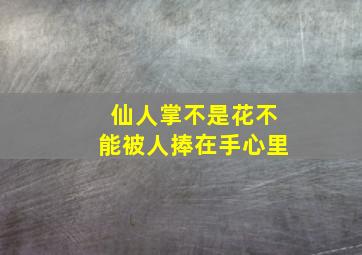 仙人掌不是花不能被人捧在手心里