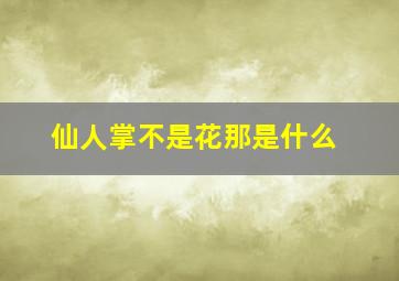 仙人掌不是花那是什么