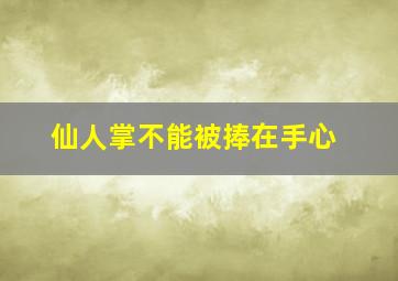 仙人掌不能被捧在手心