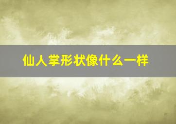 仙人掌形状像什么一样