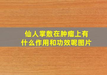 仙人掌敷在肿瘤上有什么作用和功效呢图片