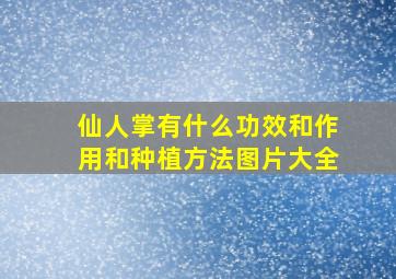 仙人掌有什么功效和作用和种植方法图片大全