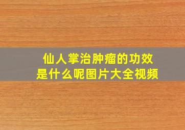 仙人掌治肿瘤的功效是什么呢图片大全视频