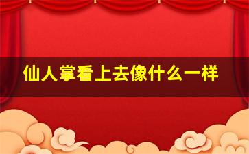 仙人掌看上去像什么一样