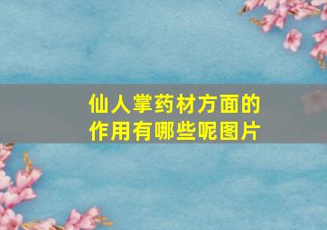 仙人掌药材方面的作用有哪些呢图片