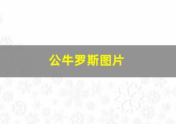 公牛罗斯图片