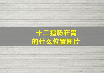 十二指肠在胃的什么位置图片