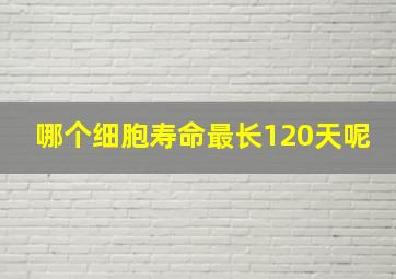 哪个细胞寿命最长120天呢