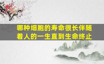 哪种细胞的寿命很长伴随着人的一生直到生命终止