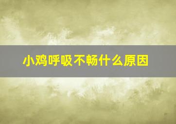 小鸡呼吸不畅什么原因