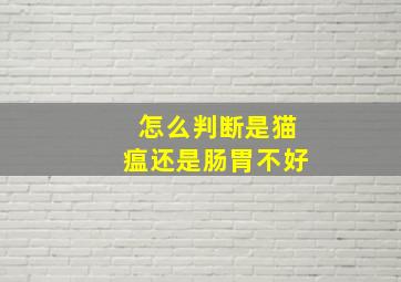 怎么判断是猫瘟还是肠胃不好