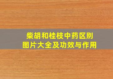 柴胡和桂枝中药区别图片大全及功效与作用