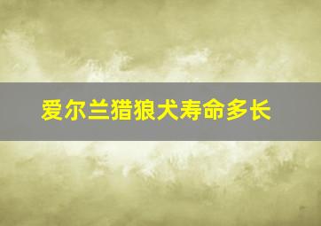 爱尔兰猎狼犬寿命多长