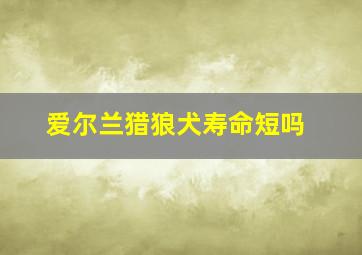 爱尔兰猎狼犬寿命短吗