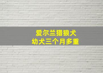 爱尔兰猎狼犬幼犬三个月多重