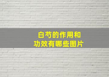 白芍的作用和功效有哪些图片