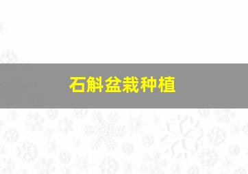 石斛盆栽种植