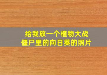 给我放一个植物大战僵尸里的向日葵的照片