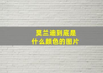 莫兰迪到底是什么颜色的图片