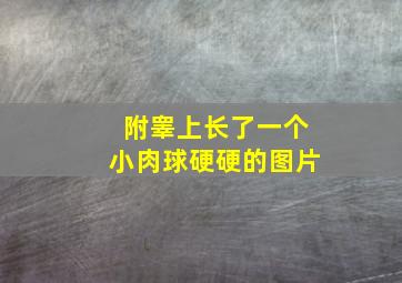 附睾上长了一个小肉球硬硬的图片