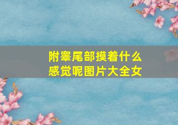 附睾尾部摸着什么感觉呢图片大全女