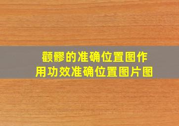 颧髎的准确位置图作用功效准确位置图片图