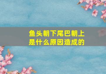 鱼头朝下尾巴朝上是什么原因造成的