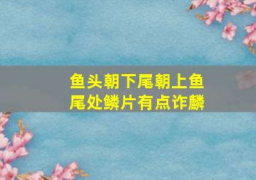 鱼头朝下尾朝上鱼尾处鳞片有点诈麟